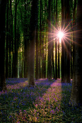 Sunlit beech trunks and bluebell carpet © Oksana