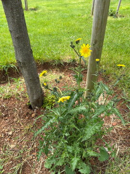 Close-up of Sonchus asper (prickly sow thistle) with yellow dandelion-like flowers and spiny leaves growing near a young tree in natural soil, captured outdoors in a grassy park environment.