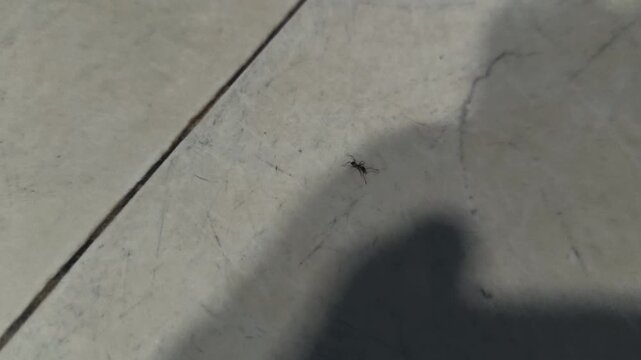 ants walking