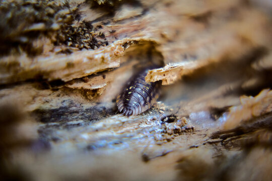 Assel im Holz Close Up Aufnahme