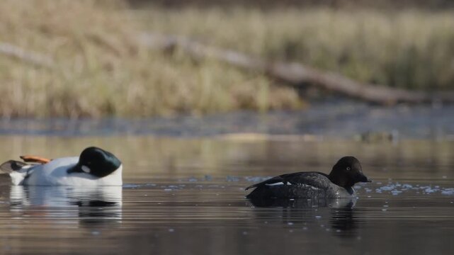 Mating pair of common goldeneyes resting on calm waters in Norway