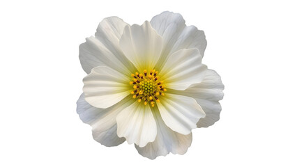 Obraz premium White cosmos flower isolated on transparent background delicate petals and golden center