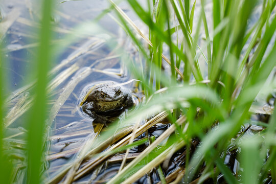 European toad (Bufo bufo) in natural environment grassy lake shore.