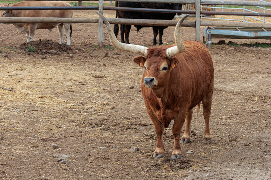 Ox with large horns. Jim&eacute;nez de Jamuz, Le&oacute;n, Spain.