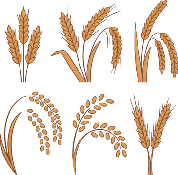 kinds of Wheats rye rice ears set icons design elements of organic agricultural food. Harvest wheat grain for beer logo, growth rice stalk and whole bread grains, barley field cereal nutritious stock 