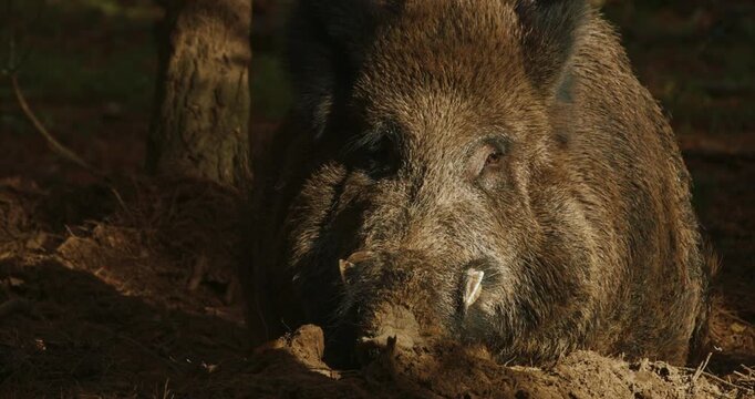 Wild Boar Sus Scrofa, Also Known As The Wild Swine, Eurasian Wild Pig lying In Autumn Forest. Wild Boar Is A Native To Much Of Eurasia. Boar resting in autumn forest