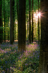 Sunburst peeking between beech trunks over violet bluebells © Oksana