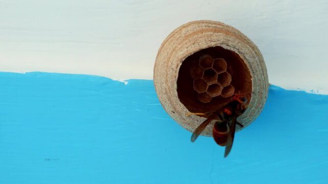 Close up detailed low angle video of a queen Asian hornet actively inspecting and constructing a pyriform shaped nest under a house roof in early summer season in Himachal Pradesh India.