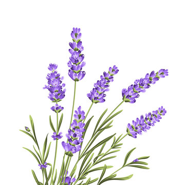 Elegant purple lavender bouquet on white, vector illustration