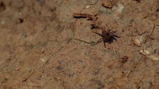 Close Up Real Time Macro Footage Of A Cyrba Species Female Jumping Spider Resting On A Stone In Its Natural Habitat During Spring In Himachal Pradesh India.