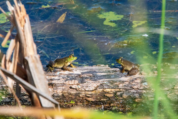 Fototapeta premium frogs on a log