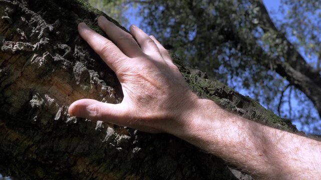 Close-up of an elderly hand softly touching rough tree bark, expressing a deep connection with nature, memory, and the passage of time in a calm outdoor setting.