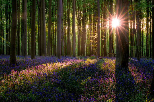 Sunlit bluebell carpet under beech. Golden sunstar rays pierce