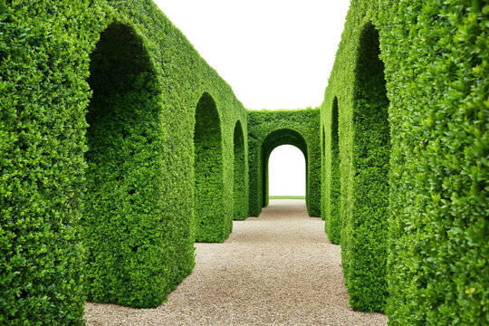 Lush Green Maze with Arched Pathways