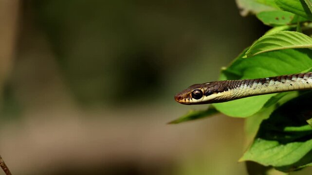 Close up video of Common Bronzeback Tree Snake slowly moving forward along a lush green tree branch during spring season in natural forest habitat of Himachal Pradesh India.
