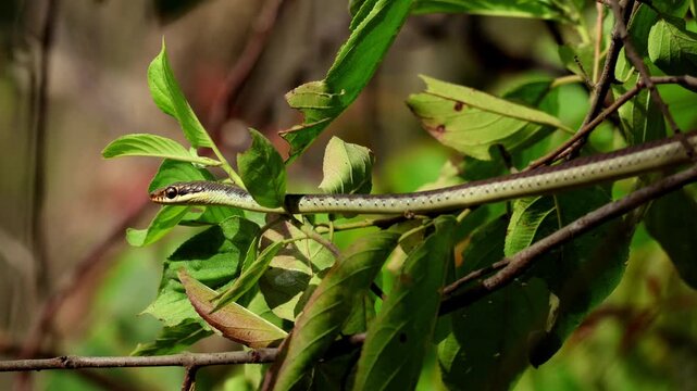 Close up real time footage of a common bronzeback tree snake dendrelaphis tristis sunbathing on a lush green tree branch in natural forest habitat during spring season in Himachal Pradesh India.