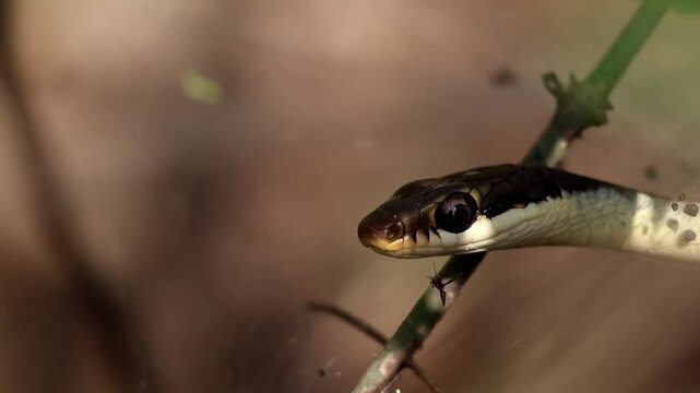 Close up slow motion footage of a Common Bronzeback Tree Snake displaying natural tongue flicking behavior in a lush forest habitat during spring season in Himachal Pradesh India