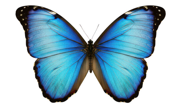 Vibrant blue butterfly png morpho butterfly png radiant butterfly png colorful isolated transparent background image