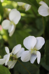 Fototapeta premium white violet flowers with green fresh leaves close-up