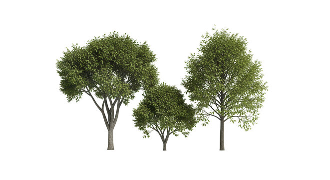 Celtis sinensis trees, realistic 3D rendering, for illustration, digital composition & architecture visualizatio