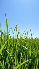 Obraz premium Lush green grass swaying gently in a serene meadow landscape under a bright blue sky, illustration, calm
