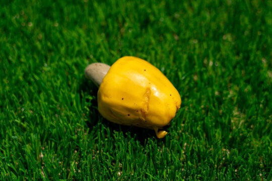 Fresh Vibrant Yellow Cashew Fruit Resting on Lush Green Artificial Turf Under Bright Sunlight