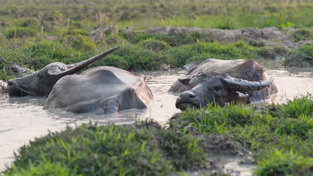 Buffalos covering themselves in mud to protect skin from pesky midges and insects, herd of domestic animals relaxing in water at farm field in Thailand countryside, refreshing bath in hot weather.