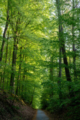 Fototapeta premium Sunlit canopy path leading into forest