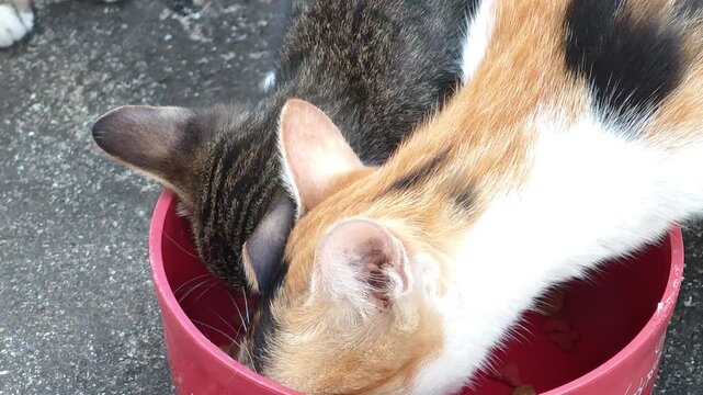 The cat eats food from a bowl.