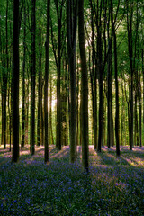 Fototapeta premium Tall vertical beech trunks rising from dense bluebell carpet