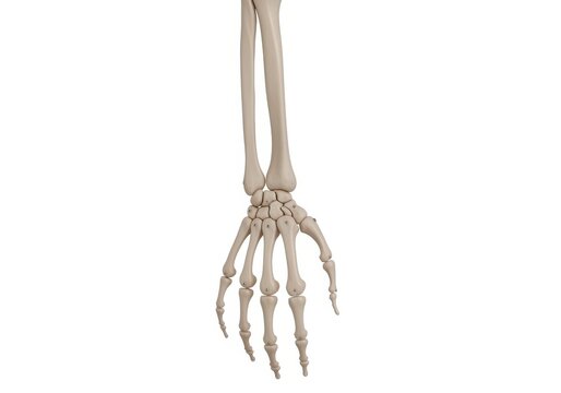 Human hand skeletal structure with radius and ulna attached