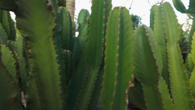Close up view of tall green cacti plants with sharp ridges and spines growing together in a natural botanical garden setting representing arid desert vegetation and drought resistant nature ecology