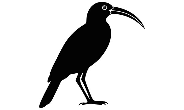 Sua Nacha Bird&rdquo; does not appear to be a widely recognized or documented species, but it can be described as a small, colorful bird often imagined with vibrant feathers and a lively personality.