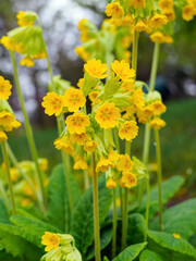 Fototapeta premium Yellow Primula veris flowers close-up