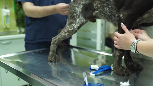 Two vets handling a dog pet in an animal hospital and mesuring temperature of a pet dog patiend indoor in a clinic and taking a blood sample