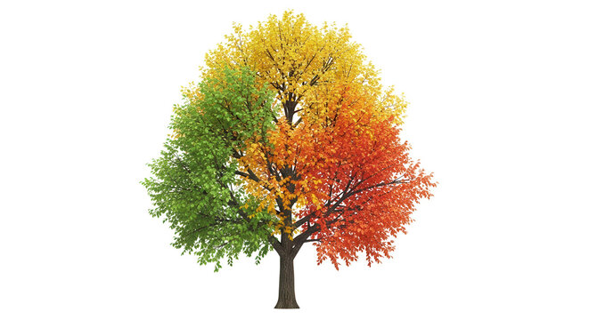 deciduous tree, isolate on a transparent background, 3d illustration