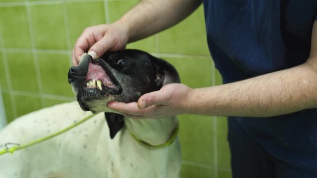 A vet examining the dog's teeth health in a close-up in an animal hospital
