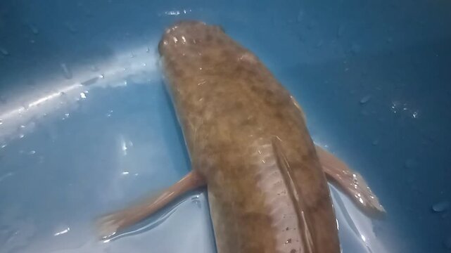 Close-up of a Common Snakehead fish (Channa striata)