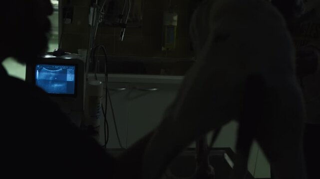 A dog patient pet having an ultrasound scan in a veterinary animal hospital