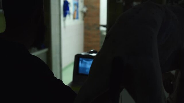 A dog patient pet having an ultrasound scan in a veterinary animal hospital