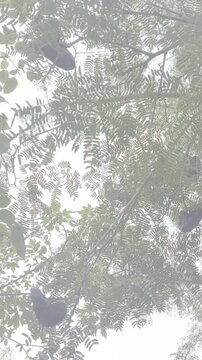 Underneath a fruiting Enterolobium contortisiliquum tree looking upwards with a cinematic effect