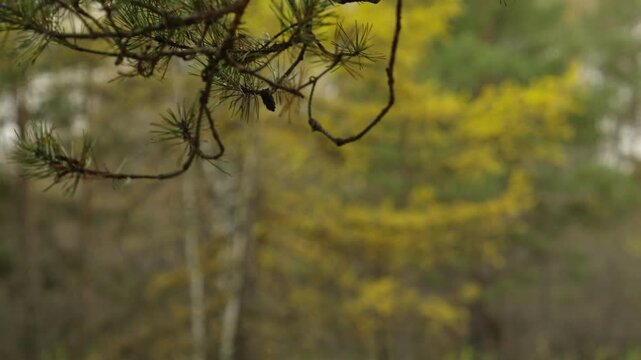 A branch of a pine tree with needles and cones, the transition of the frame to a larch tree, autumn.