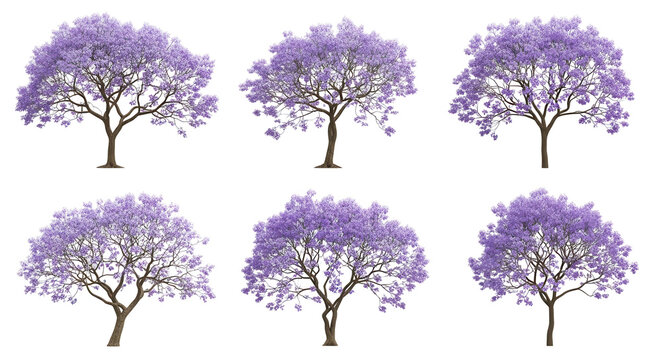 Set of four full bloom jacaranda trees with lush purple flowers, isolated on a transparent background for versatile use in