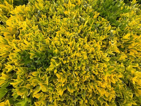 Dense variegated foliage of Euonymus japonicus forming a vibrant yellow and green natural background. Ornamental evergreen shrub with fresh spring leaves, ideal for landscaping and texture patterns.