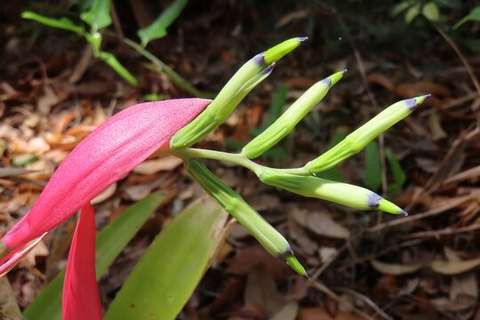 Beautiful pink Billbergia nutans flower in Florida botanical garden, closeup
