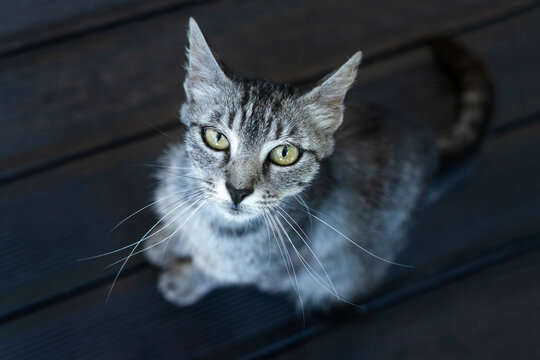 Occhi di Gatto