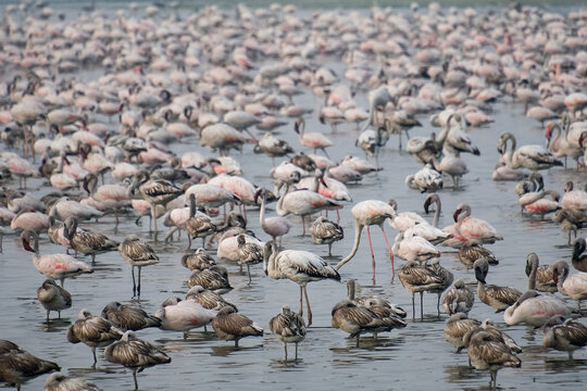 Mass Gathering of Flamingos at T S Chanakya Wetlands, Navi Mumbai, India