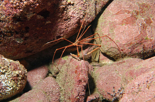 Seespinne