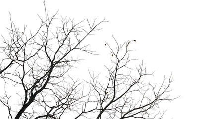 Fototapeta premium foreground tree branches on a transparent backgroun