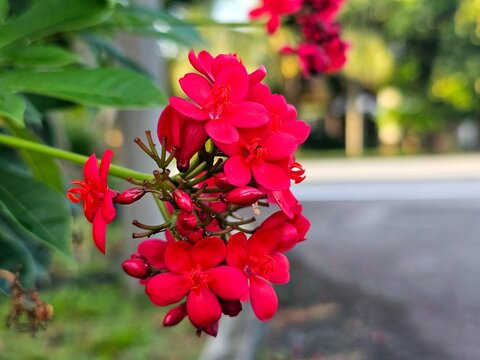 Close-up of bright red Peregrina flowers (Jatropha integerrima) in a tropical garden.red and white flowers